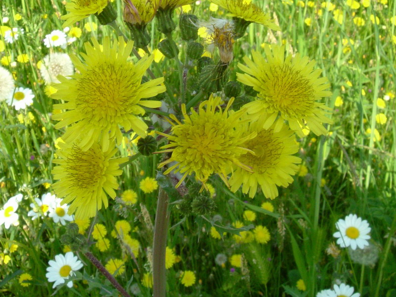 Fiore lattiginoso - Sonchus oleraceus